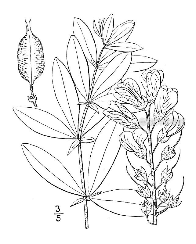 古植物学植物插图:白Baptisia villlosa，多毛野生靛蓝